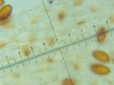 Conocybe siliginea image