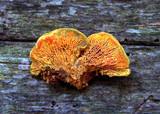 Pseudomerulius curtisii image