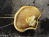 Gymnopilus ventricosus image