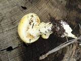 Gymnopilus ventricosus image