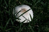 Leucoagaricus barssii image