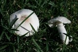 Leucoagaricus barssii image