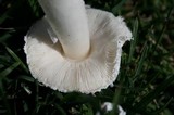 Leucoagaricus barssii image
