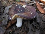 Russula mariae image
