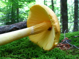 Amanita banningiana image