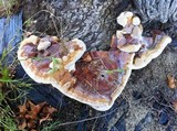 Ganoderma polychromum image