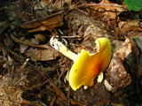Amanita banningiana image
