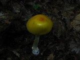 Amanita banningiana image