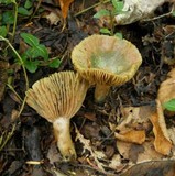 Lactarius chelidonium image