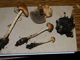 Hypholoma tuberosum image