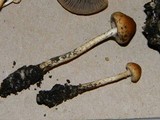 Hypholoma tuberosum image