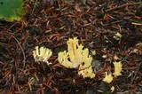 Ramaria cystidiophora image