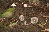 Psathyrella orbitarum image