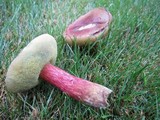 Boletus rubellus image