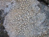Ochrolechia parella image