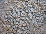 Ochrolechia parella image