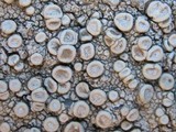 Ochrolechia parella image