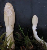 Hypocrea leucopus image
