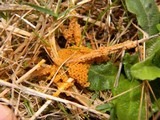 Physarum cinereum image