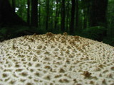 Amanita rhopalopus image