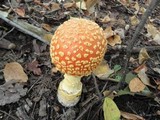 Amanita muscaria var. flavivolvata image