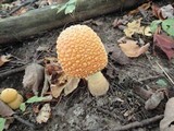 Amanita muscaria var. flavivolvata image