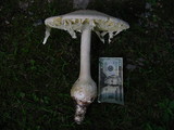 Amanita rhopalopus image