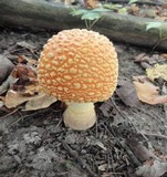 Amanita muscaria var. flavivolvata image