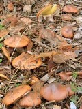 Suillus luteus image