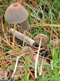 Parasola plicatilis image