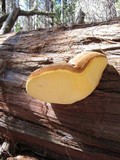 Oligoporus amarus image