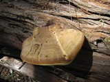 Oligoporus amarus image