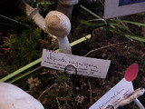 Lepiota magnispora image
