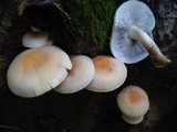 Hypholoma capnoides image