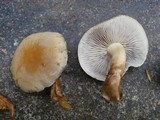 Hypholoma capnoides image