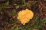 Ramaria cyaneigranosa image