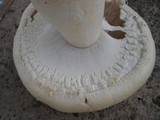 Agaricus arvensis image