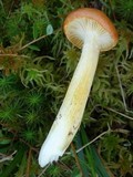 Hygrophorus speciosus image