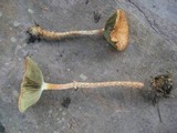 Leratiomyces squamosus image