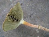 Leratiomyces squamosus image