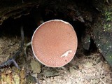 Austroboletus gracilis image