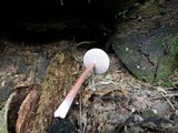 Austroboletus gracilis image