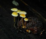 Mycena crocea image