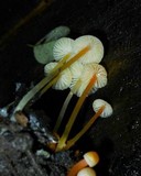 Mycena crocea image