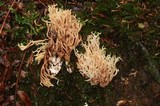 Ramaria testaceoflava image