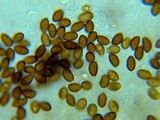 Panaeolina castaneifolia image