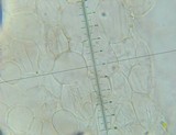 Panaeolina castaneifolia image
