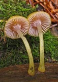 Chromosera cyanophylla image