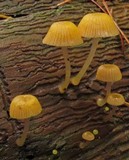 Chromosera cyanophylla image