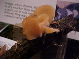 Otidea leporina image